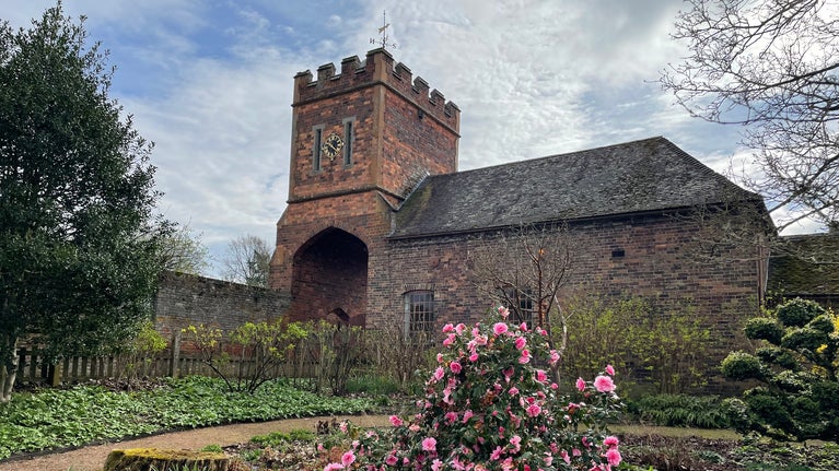 spring garden camelia blossom in front of a clocktower